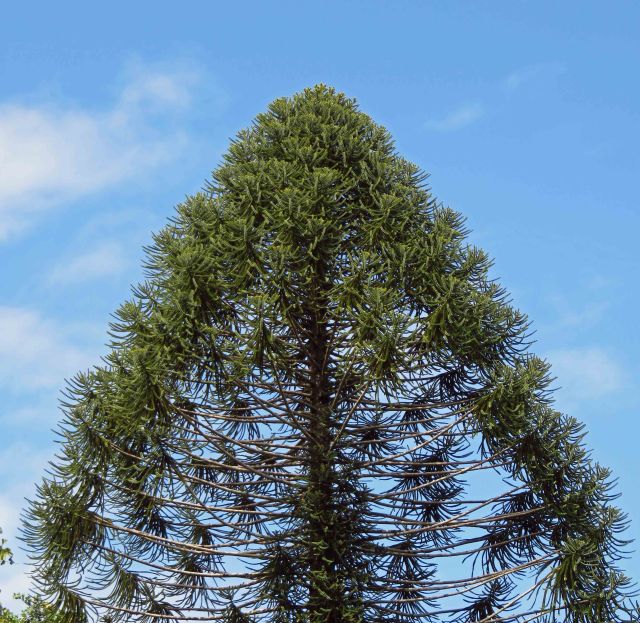 Bunya pine.