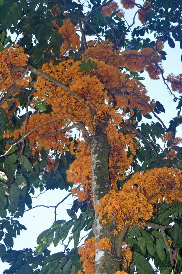 Saraca thaipingensis, flowering directly out of the trunk and branches (cauliflory and ranmiflory). Cairns Botanic Gardens. Photo: David Clode.