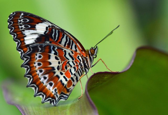 Orange Lacewing. Photo: David Clode.