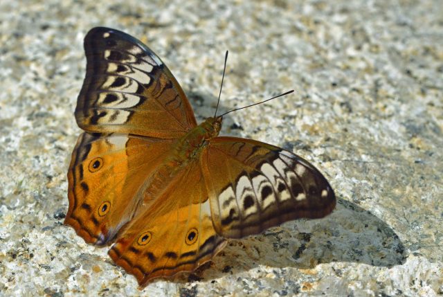 Female Cruiser. Photo: David Clode.