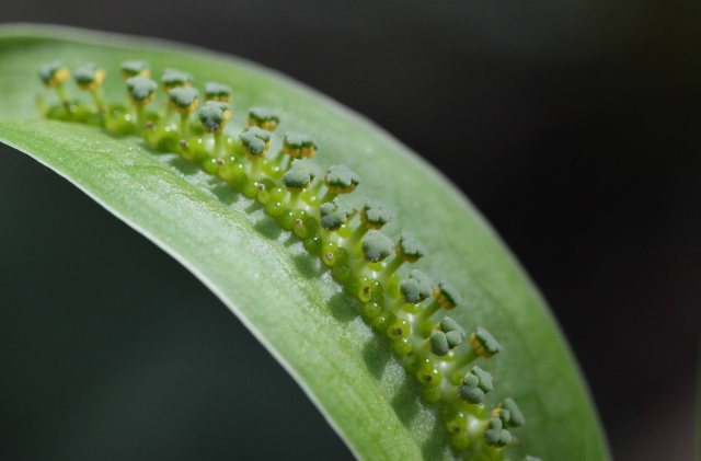 A weird flower in the arum lily family Spathicarpa saggitiflia. Cairns botanic gardens conservatory. Photo: David Clode.