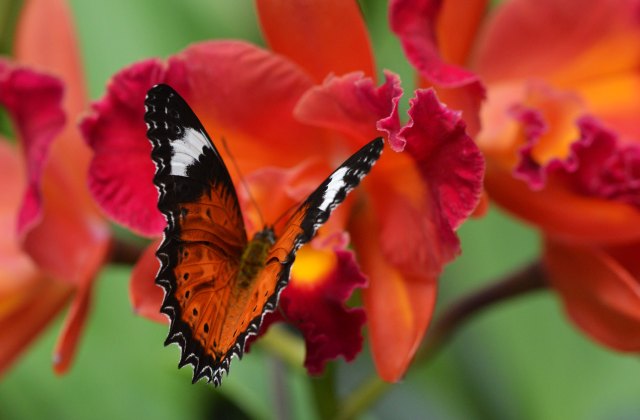 Orange Lacewing on Cattleya orchid. Photo: David Clode.