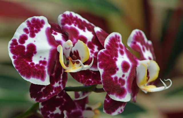 Phalaenopsis 'Thani's pick'. Cairns Botanic Gardens Conservatory. Photo: David Clode.