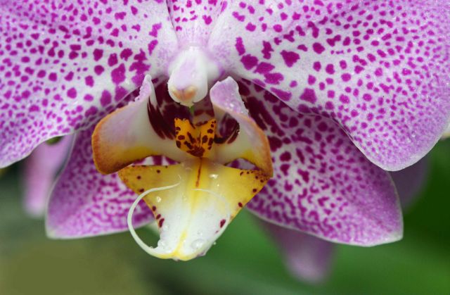 Phalaenopsis orchid. Photo: David Clode.