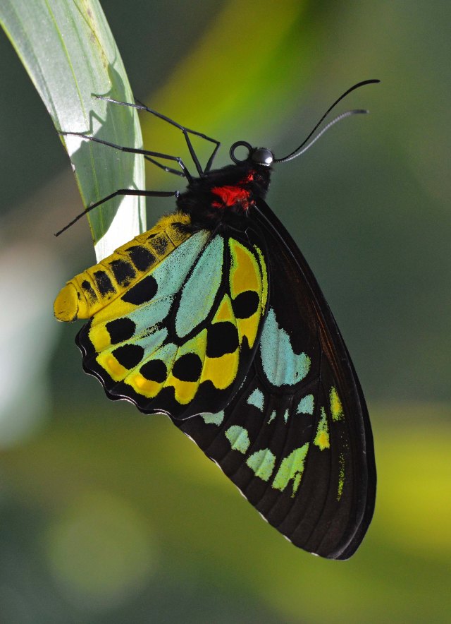 Male Cairns Birdwing butterfly Ornithoptera priamus. Conservatory. Photo: david Clode.