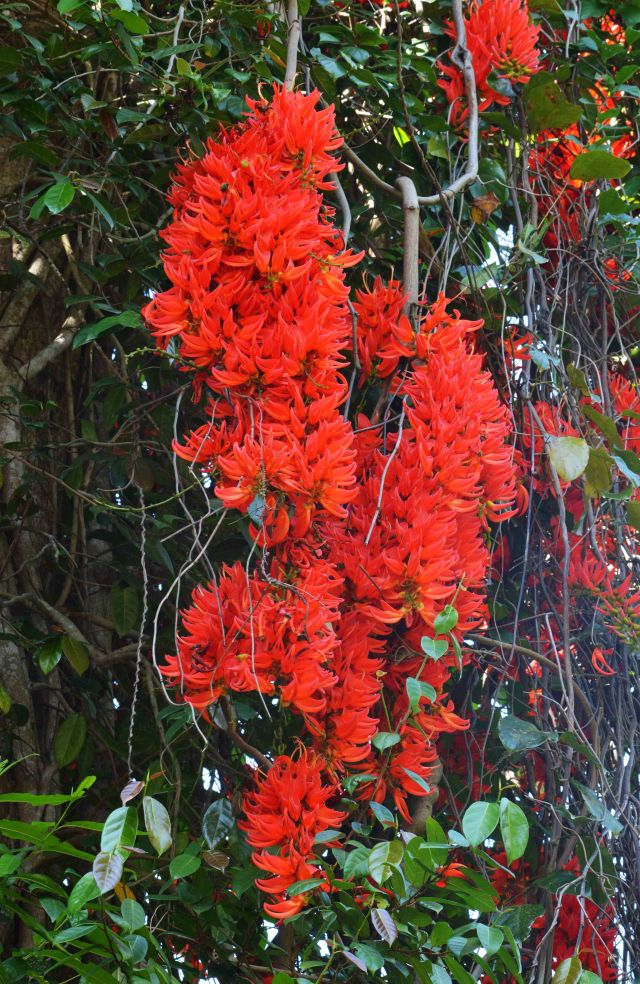 New Guinea flame of the forest vine Mucuna bennetii. Photo: David Clode.