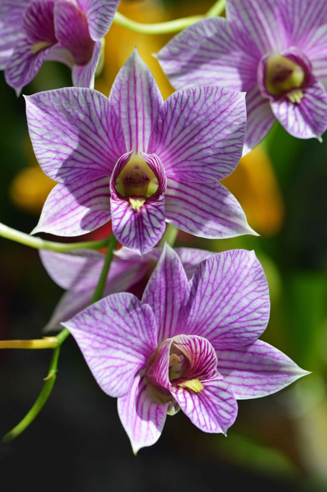 Dendrobium orchid. Ciarns Bot gardens Conservatory. Photo: David Clode.