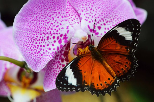 Orange lacewing Butterfly Cethosia penthesilea. Conservatory. Photo: David Clode.