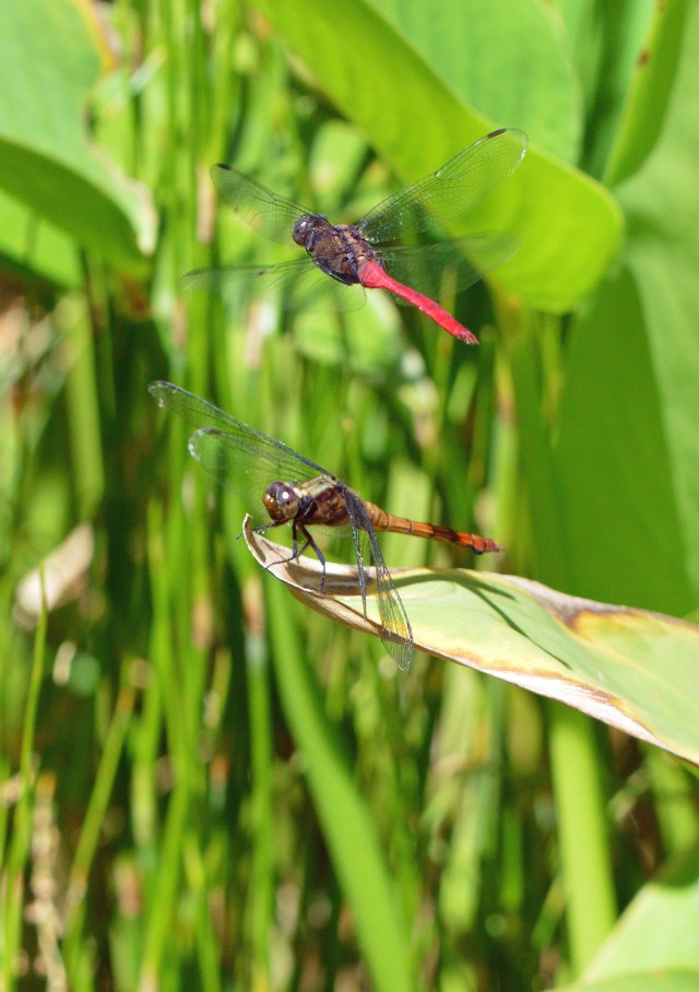 Chemistry. Orthetrum villosovittatum?. Photo: David Clode.