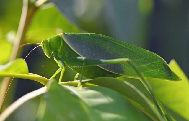 Leafy Katydid Paracaedicia serrata. Photo: David Clode.