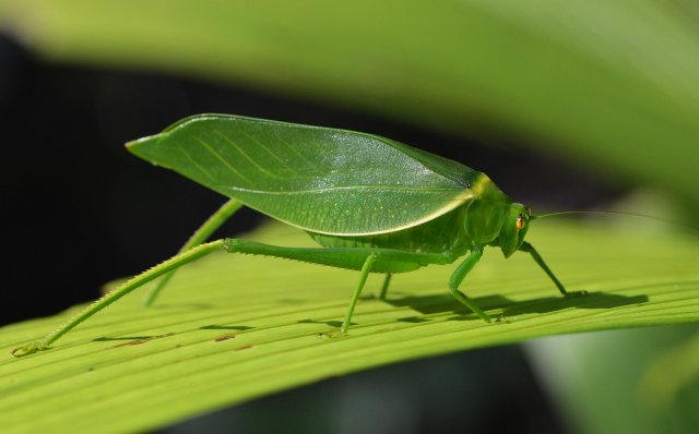 Leafy Katydid. Photo: David Clode.