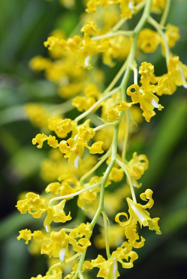 Yellow hybrid dendrobium Orchid. Conservatory cairns Botanic Gardens. Photo: David Clode.
