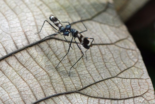 Wrestling match. Photo: David Clode.