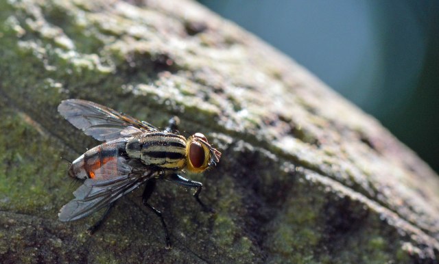Flesh fly visiting the unpleasant smelling Snakeskin Lily Dracontium gigas. Cairns Botanic Gardens. Photo: David Clode.