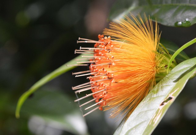 Stifftia chrysantha. Cairns Botanic Gardens. Photo: David Clode.