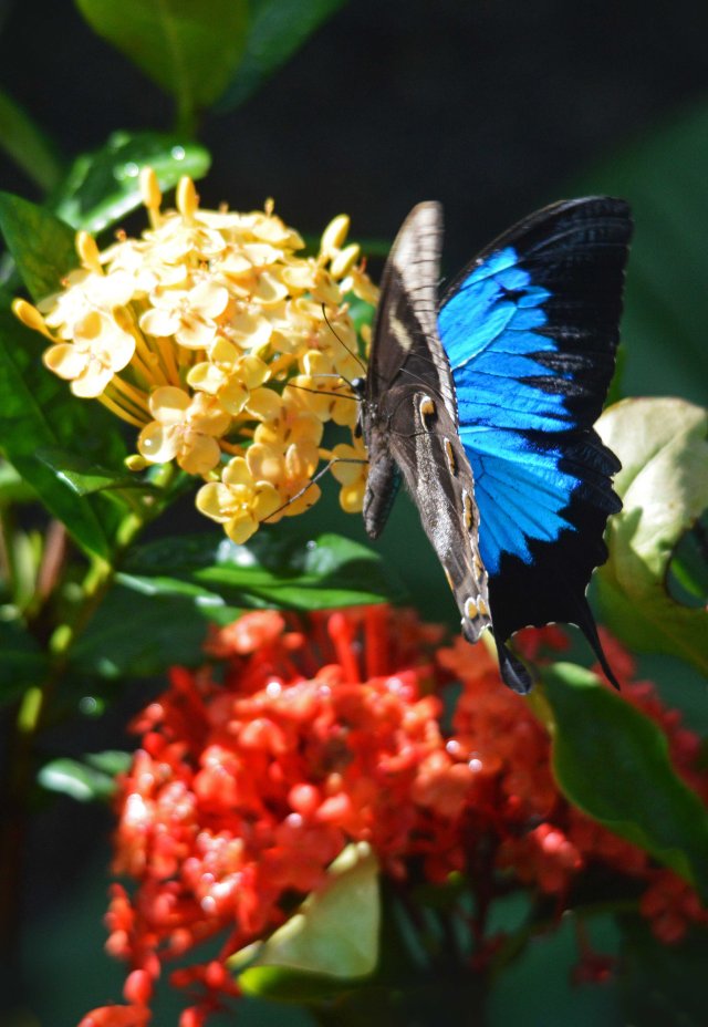 Ulysses Butterfly Papilio Ulysses on Ixora flowers. Conservatory. Photo: David Clode.