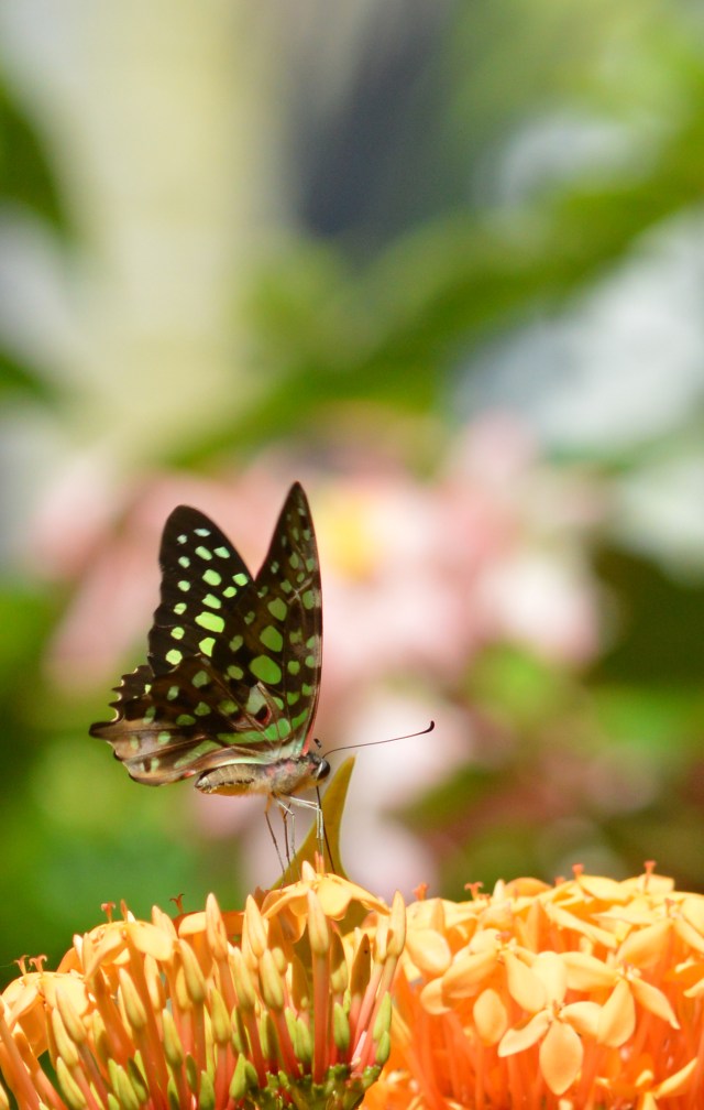 Green-spotted Triangle Graphium Agamemnon. cairns Botanic gardens, wild, outdoors. Photo: David Clode.