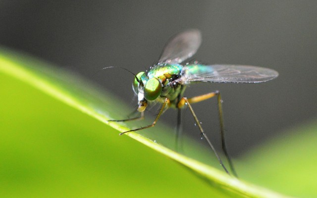 Dolichopodid Fly.