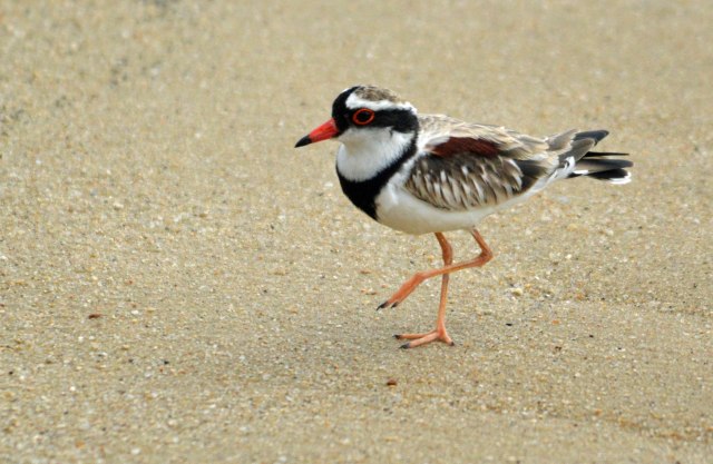 Black-fonted Dotterel. Cairns Esplanade mud flats. Photo: David Clode.