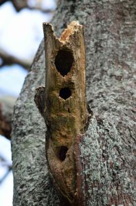 This hollow branch stub has been chewed on by parrots, presumably trying to make a suitable nesting site. Cairns. Photo: David Clode.