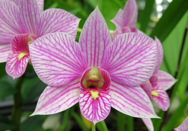Dendrobium orchid. Photo: David Clode.