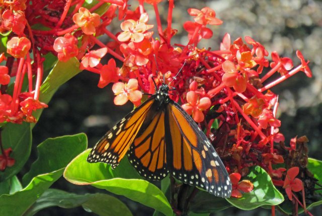 Wanderer or Monarch Butterfly Danaus plexippus. Conservatory. Photo: David Clode.