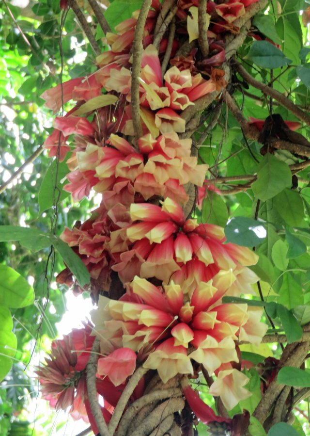 Tecomanthe dendrophila. New Guine creeper. Cairns Botanic Gardens. Photo: David Clode.