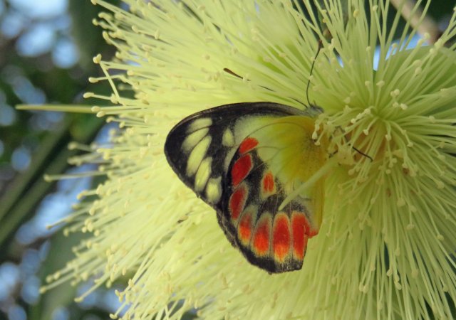 Northern Jezebel, deep inside a Syzigium malaccense flower. Cairns cemetery. Photo: David Clode.