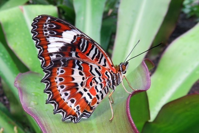 Orange Lacewing. Photo: David Clode.
