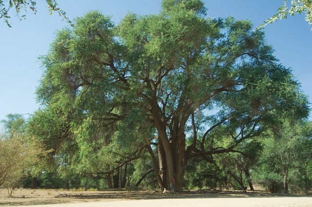 Fabulous Faidherbia albida tree. Photo: www.prota4u.org.