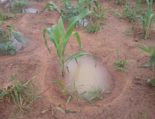 Zai hole on flat gound, formed into a basin for easy hand watering. Photo: FOSSI 2014.