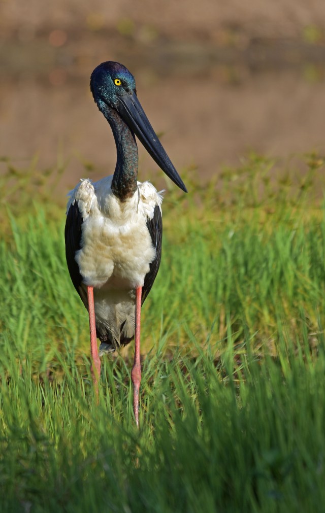 Jabiru (Black-necked Stork). Freshwater lake cairns. Photo: David Clode.