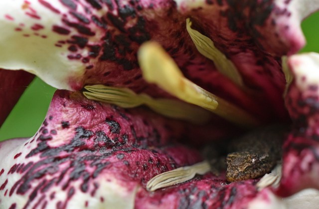 A gecko has found a home inside a Rothmannia flower. Photo: David Clode.