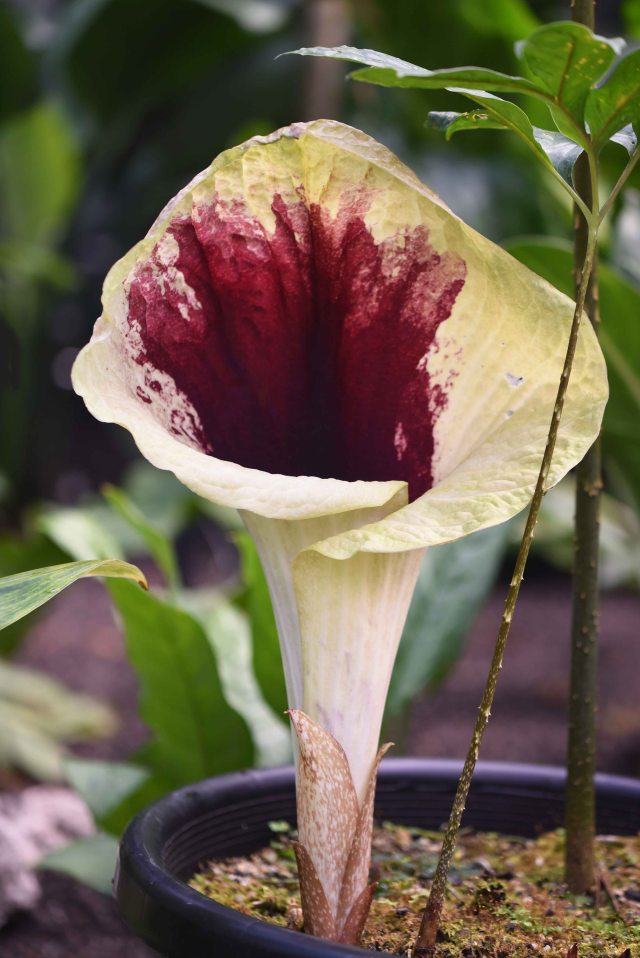 Pseudohydrosme gabunensis. Cairns Botanic gardens Conservatory. Photo: David Clode.