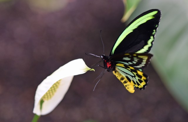 Cairns Birdwing and peace lily. Photo: David Clode.