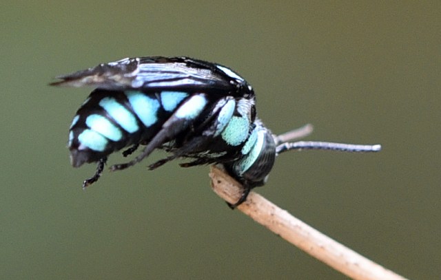 Species unknown to me. Palm Royale hotel, cairns. Photo: David Clode.