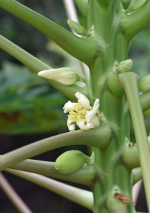 Flower bud, flower, and developing fruit on a female papaya tree.