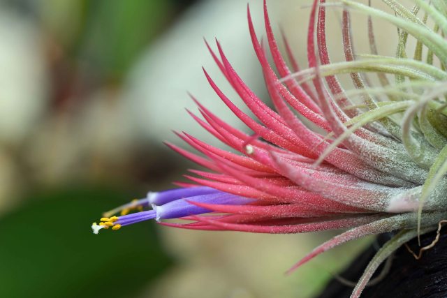 Tillandsia in flower. Cairns Botanic gardens. 