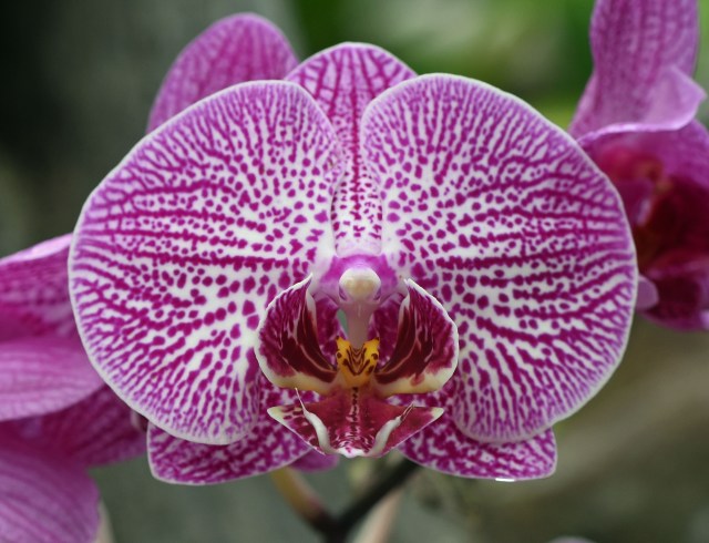Phalaenopsis orchid. Photo: David Clode.