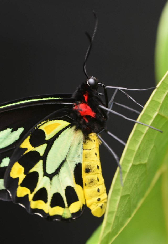 Cairns Birdwing. Photo: David Clode.