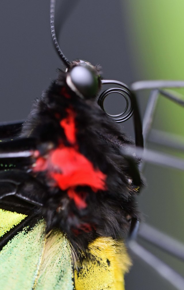Cairns Birdwing - in this photo the coiled proboscis can be clearly seen. Photo: david Clode,
