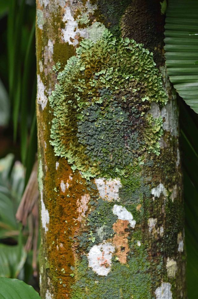 Lichens and mosses growing on a palm tree in cairns. Photo: David Clode.