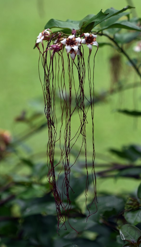The bizarre flowers of the Poison Arrow Vine from tropical Africa - long tendrils hang down from the flowers. Strophanthus preussii. Photo: David Clode.