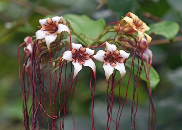 Strophanthus preussii close up. Photo: David Clode. Cairns Botanic Gardens.