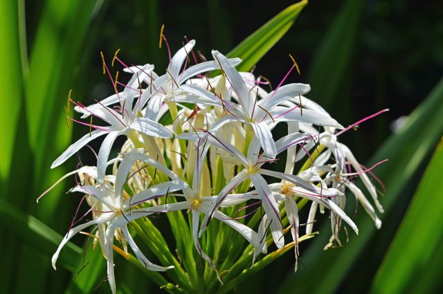 Crinum species, possibly asiatica. River Lily. Photo: David Clode.
