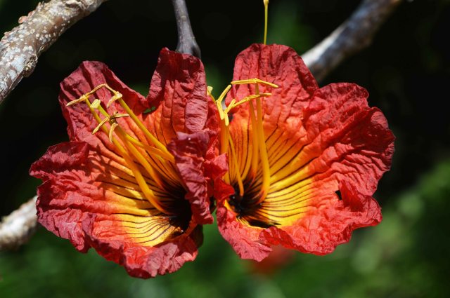 Fernandoa abbreviate Bidgood tree from tropical Africa. Cairns Botanic gardens. Photo: David Clode.