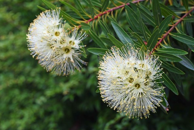 Nectar filled flowers attract birds and insects. Pale coloured form of Xanthostemon chrysanthus, the Golden Penda. Photo: Dvaid Clode.