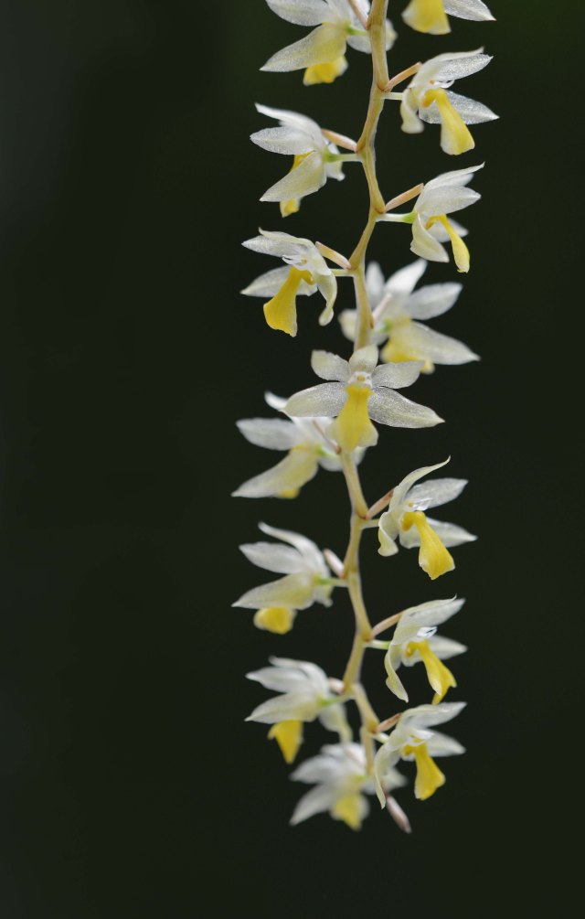 A dainty Dendrobium form the Philippines. Cairns Botanic Gardens Conservatory. Photo: David Clode.