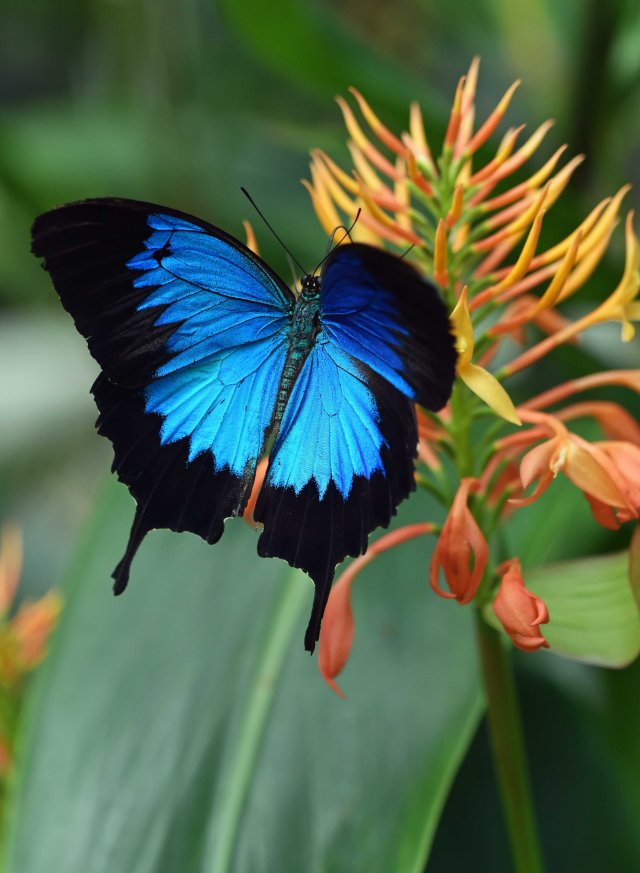 Ulysses, tropical ginger. Photo: David Clode.