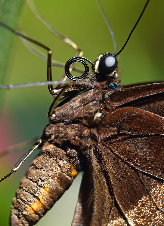 Ulysses profile close up. Photo: David Clode.